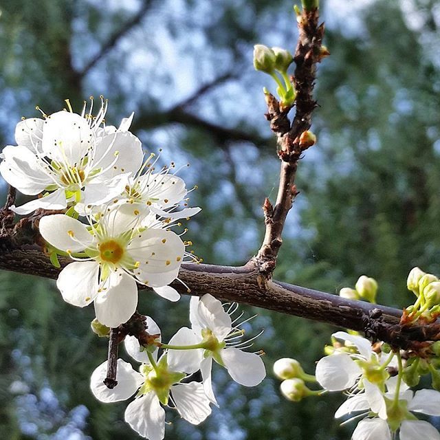 Instagram Photo Contest: "Spring in Napa Valley"